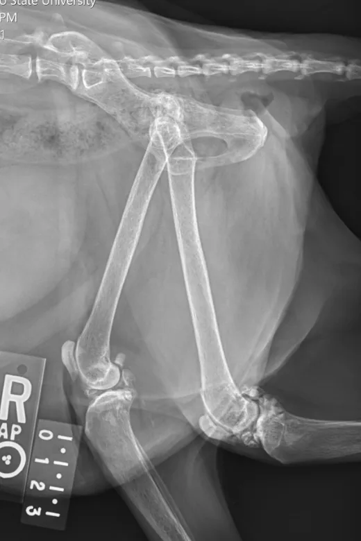 Ventrodorsal and right lateral radiographic images of feline stifle demonstrating arthritic changes.