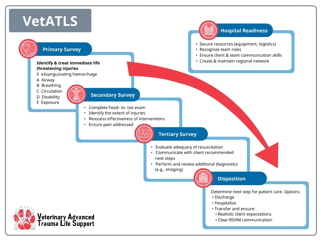 Visual flowchart showing the steps outlined for trauma patient care.