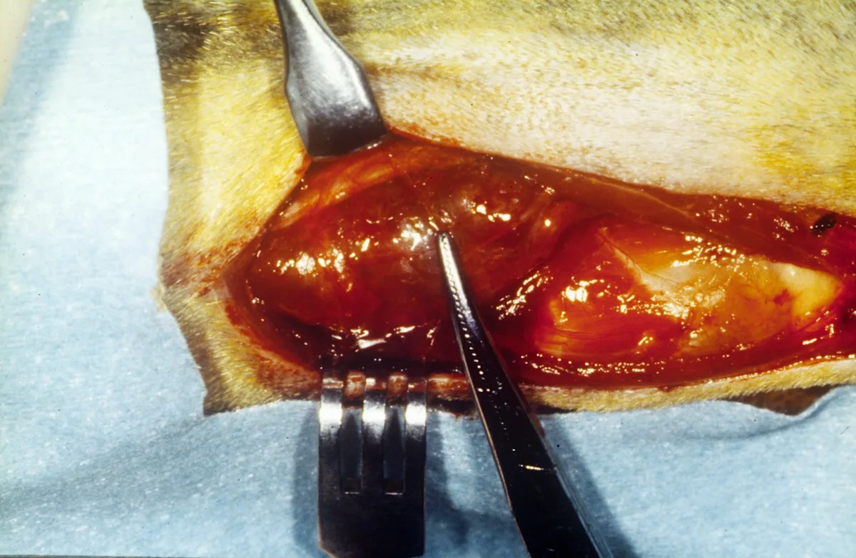 A nodule being surgically removed from a cat’s neck.