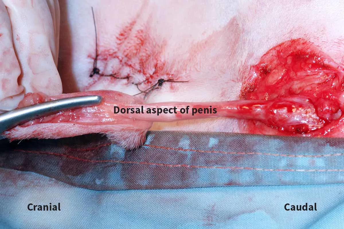 A: Intraoperative photo showing the incision of the dorsal prepuce.  B: A close-up photo of the exposed distal penis.