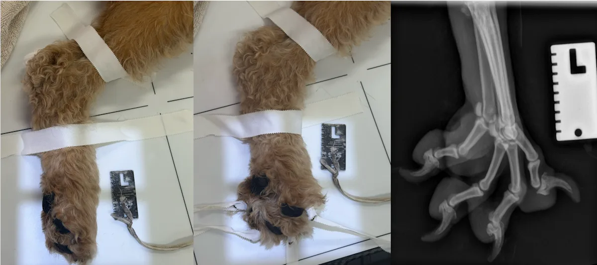 Positioning for 15- and 45-degree oblique radiographs of a distal dog limb and how they appear on radiographs.