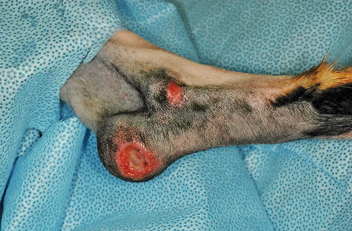 A canine tarsus with an ulcerated hygroma.