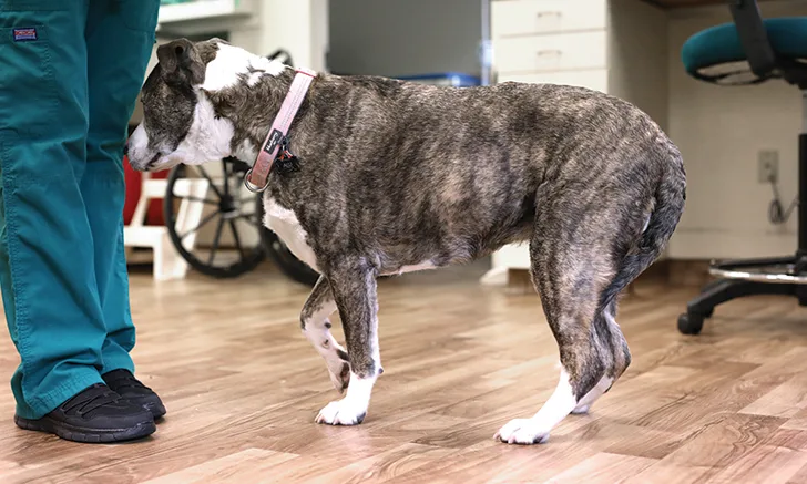 Dog standing with a veterinary professional in a veterinary clinic.