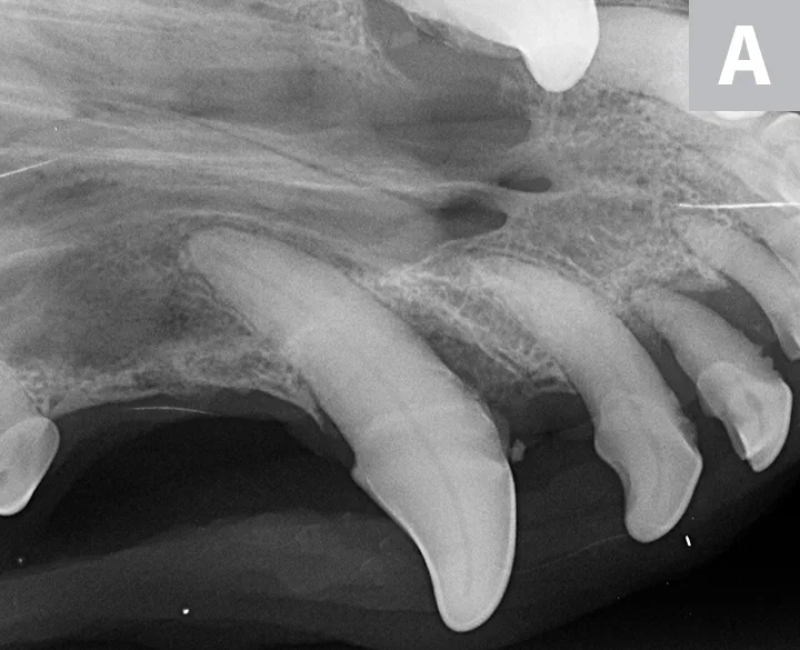 Three dental radiographs.