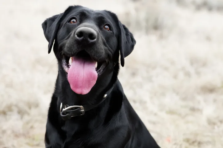 A black Labrador. 