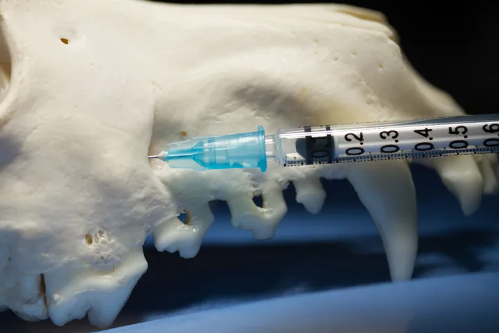 A canine mandible with a needle placed in the infraorbital foramen.