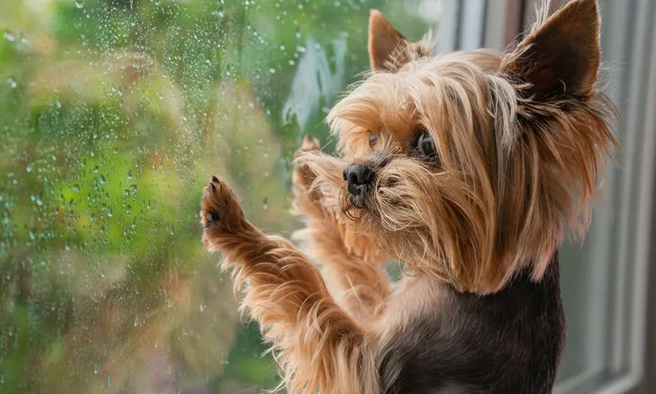 yorkshire terrier at window