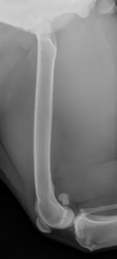 Radiographic images of a dog’s femur.