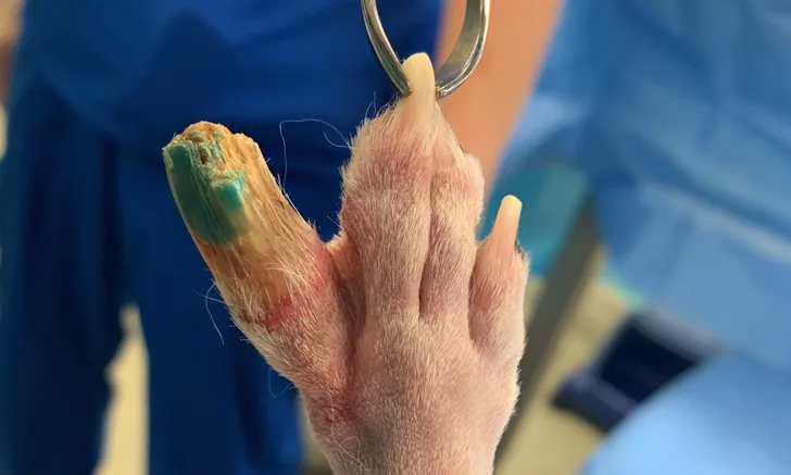 Close-up of shaved paw with clamp attached to third digit adjacent to a visibly enlarged second digit.
