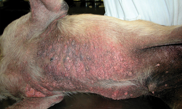 mild sarcoptic mange in dogs