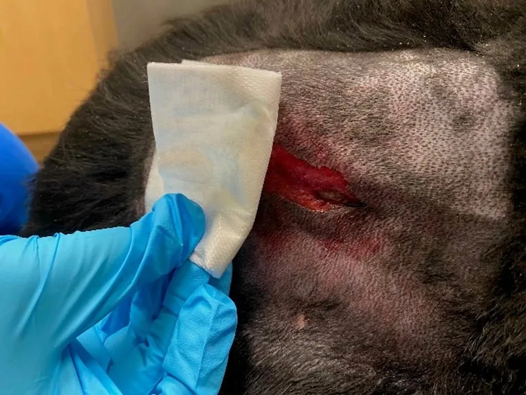 selected slide image