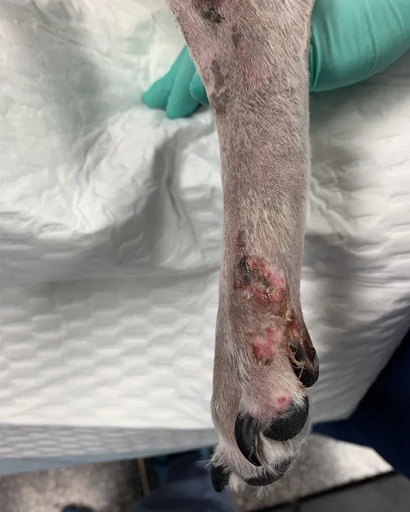 Figure 7A shows a large, hyperemic ulceration over point of a dog’s elbow. Figure 7B shows coalescing areas of alopecia and ulceration over lateral aspect of a dog's forelimb.