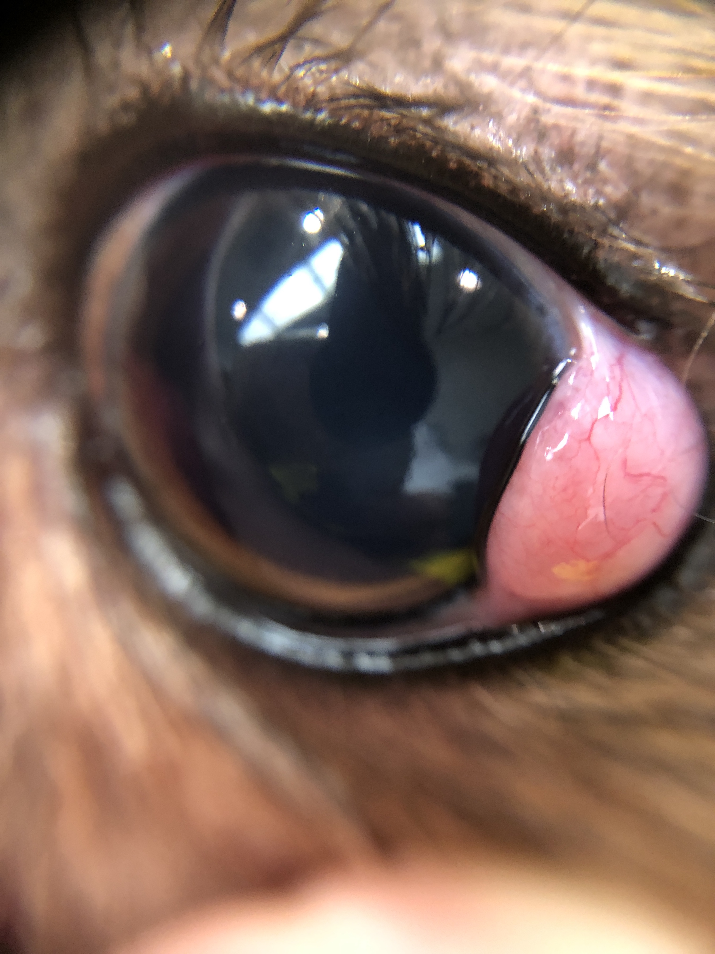 Drugs Used to Treat Conjunctivitis in Cats Dogs