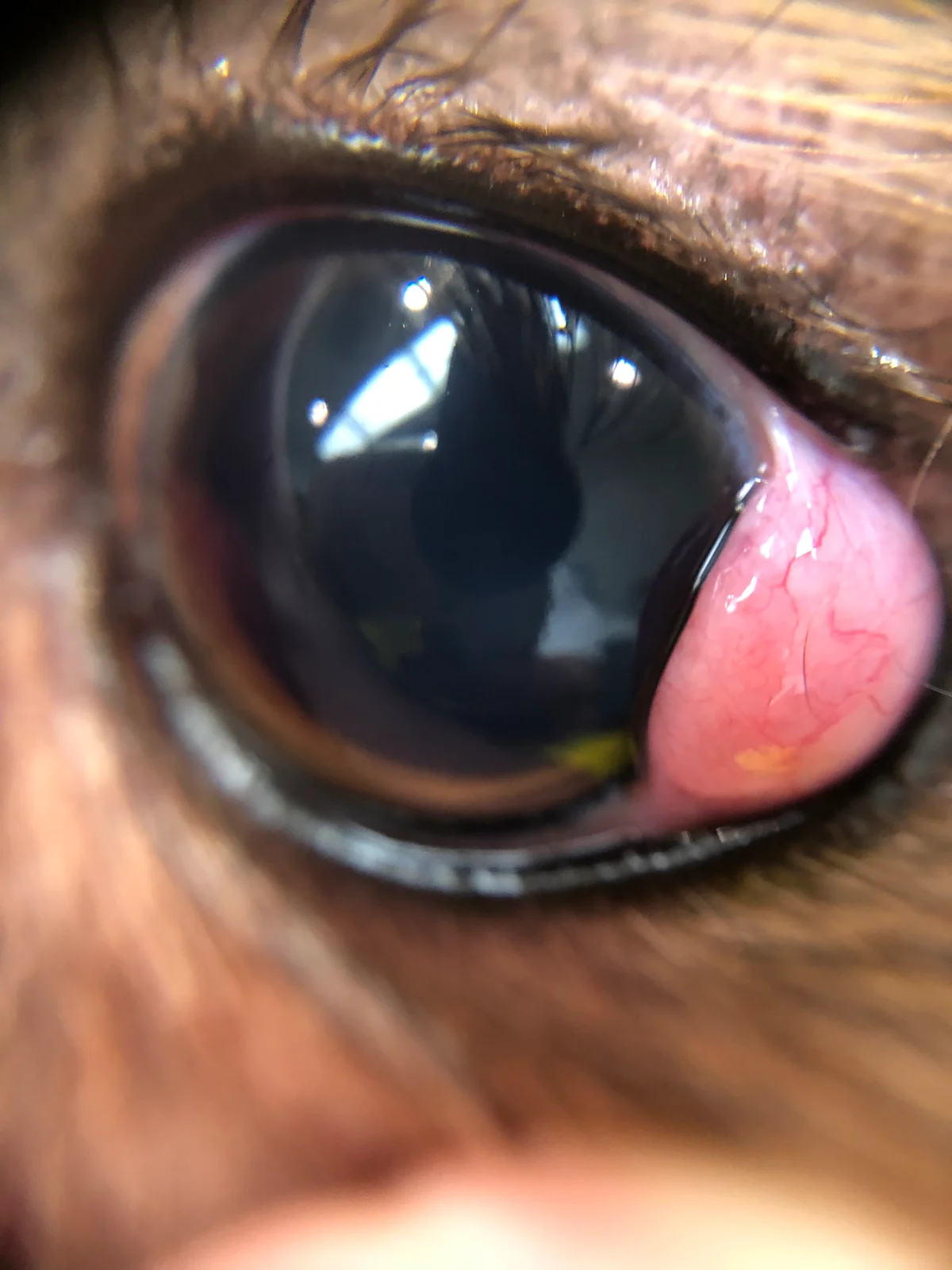 Smooth, pink soft tissue mass arising from the corner of a dog’s eye.