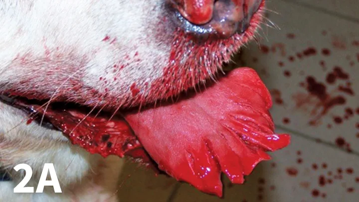 Rostral dog tongue with multiple lacerations before, during, and after surgical repair.