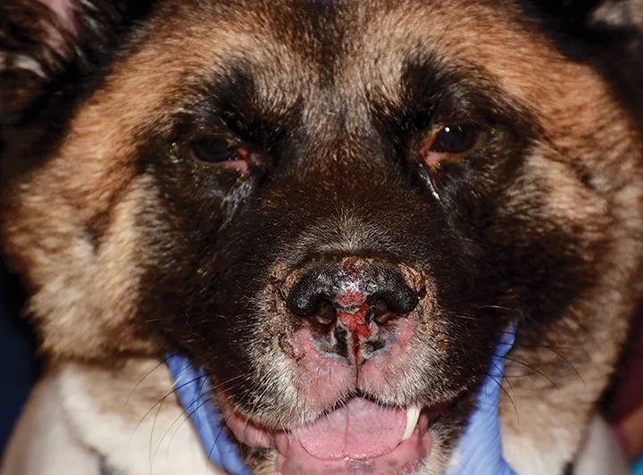 Akita face with depigmentation, ulceration, and crusting of the periocular region and the nasal planum.