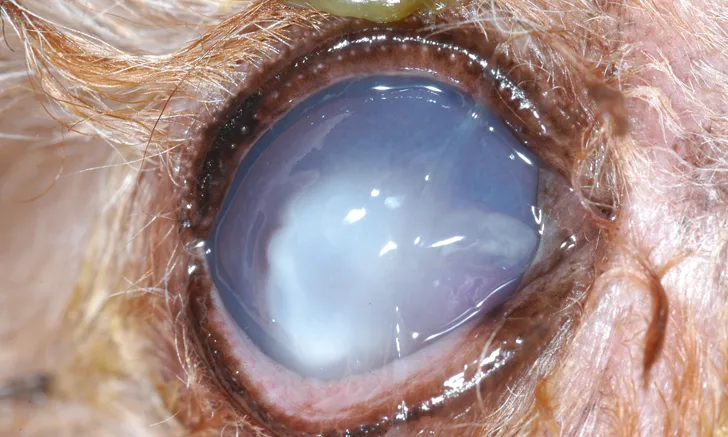 Close-up of a canine eye showing changes due to a melting corneal ulcer.