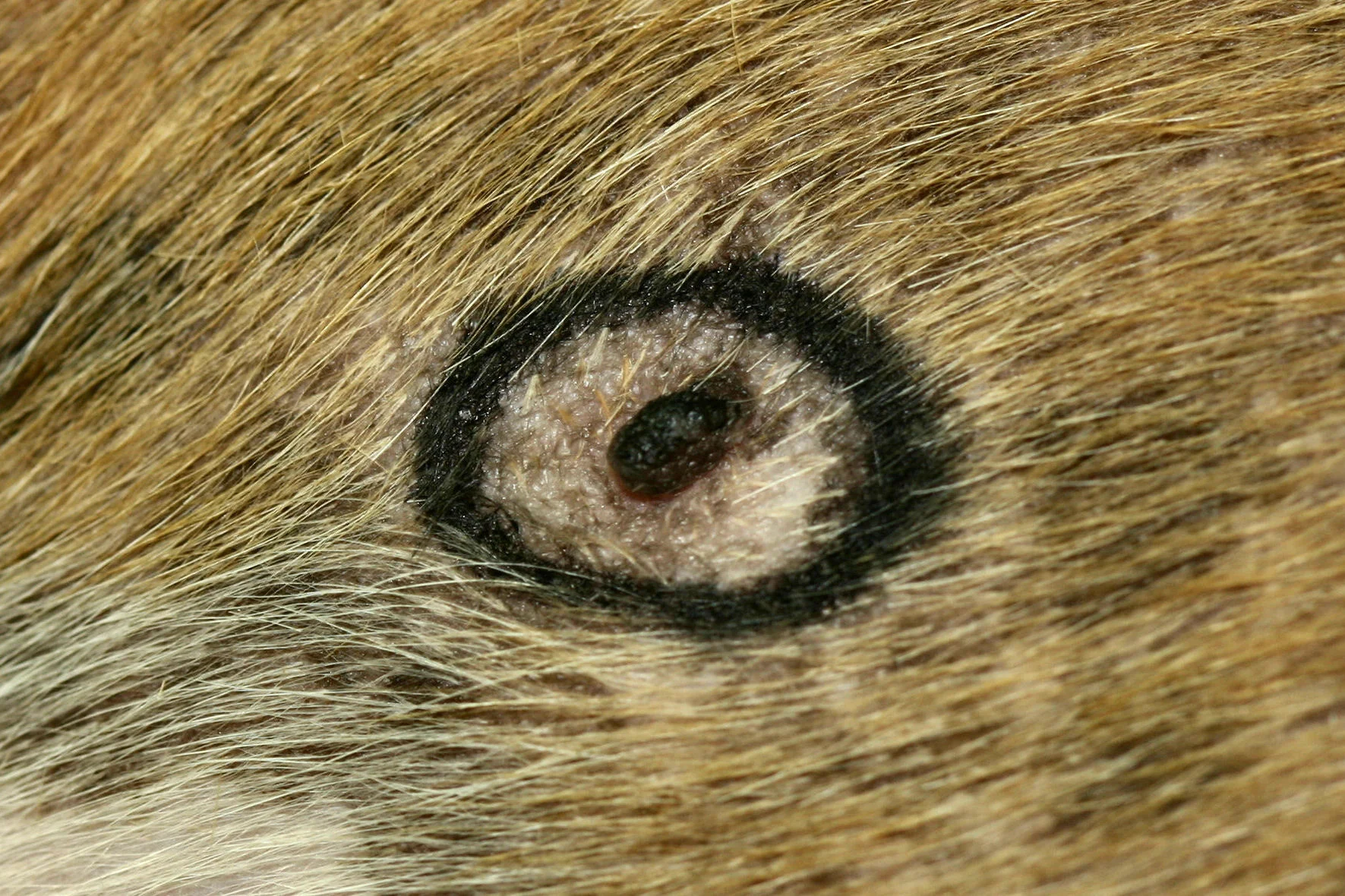 selected slide image