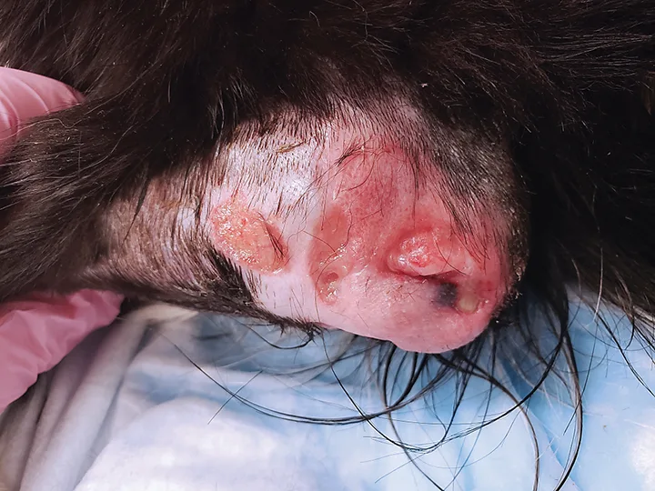 A canine elbow with an ulcerated hygroma.