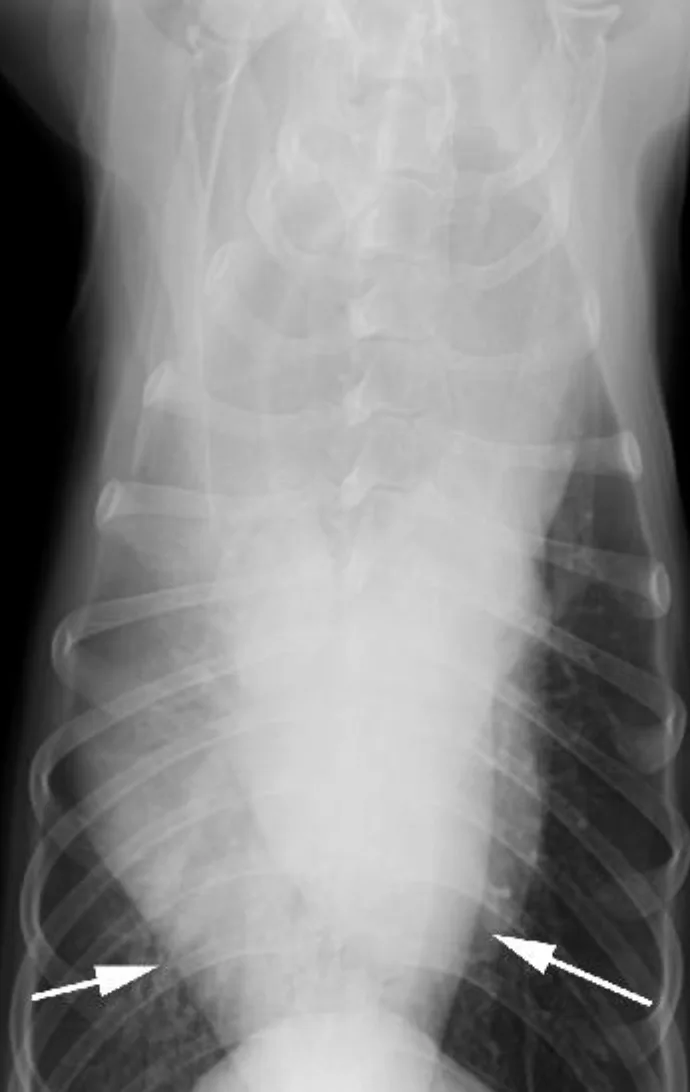 Lateral and VD thoracic X-rays of dog with ventrally displaced trachea and heart and arrows pointing to enlarged esophagus.