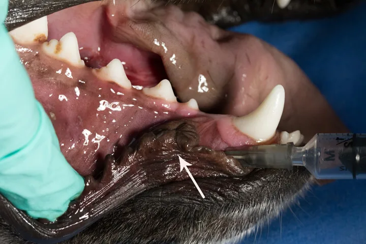 A right lateral view of a canine oral cavity with the lips retracted and a needle inserted caudally into the middle mental foramen.