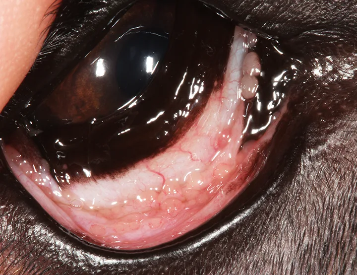 Elevated nictitans over dog’s eye with thickened, tan cobblestone appearance to overlying conjunctiva.