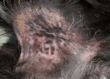 selected slide image