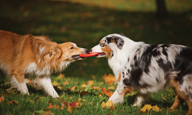 Dog growls fashion at other dogs