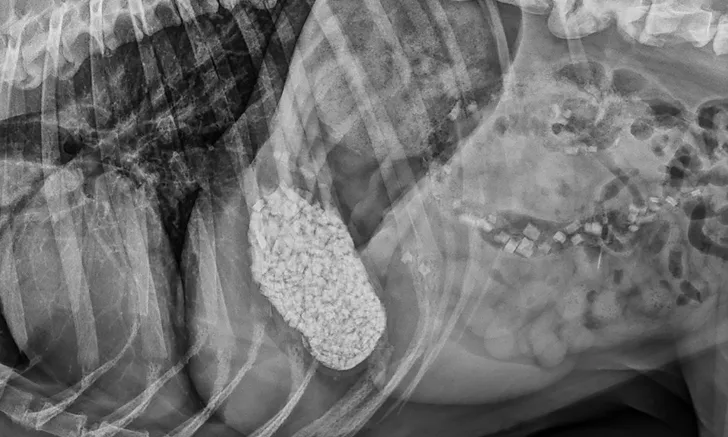 A right lateral abdominal radiograph of a dog following glass ingestion.