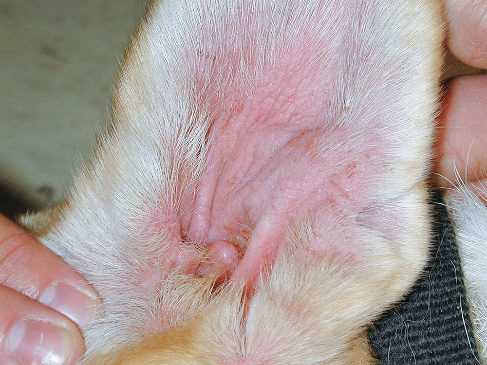 A veterinarian's hand gently holds a dog's ear, revealing a clean, pink inner ear canal with no signs of inflammation or discharge. The surrounding fur is light-colored, and the setting appears to be a clinical examination room.