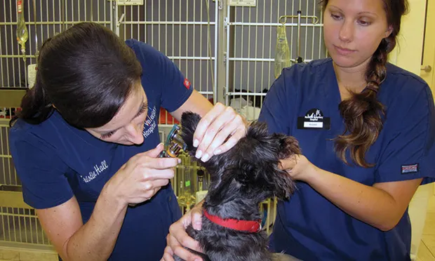 A veterinary professional restrains a dog while a team member examines a dog’s ear with an ophthalmoscope.