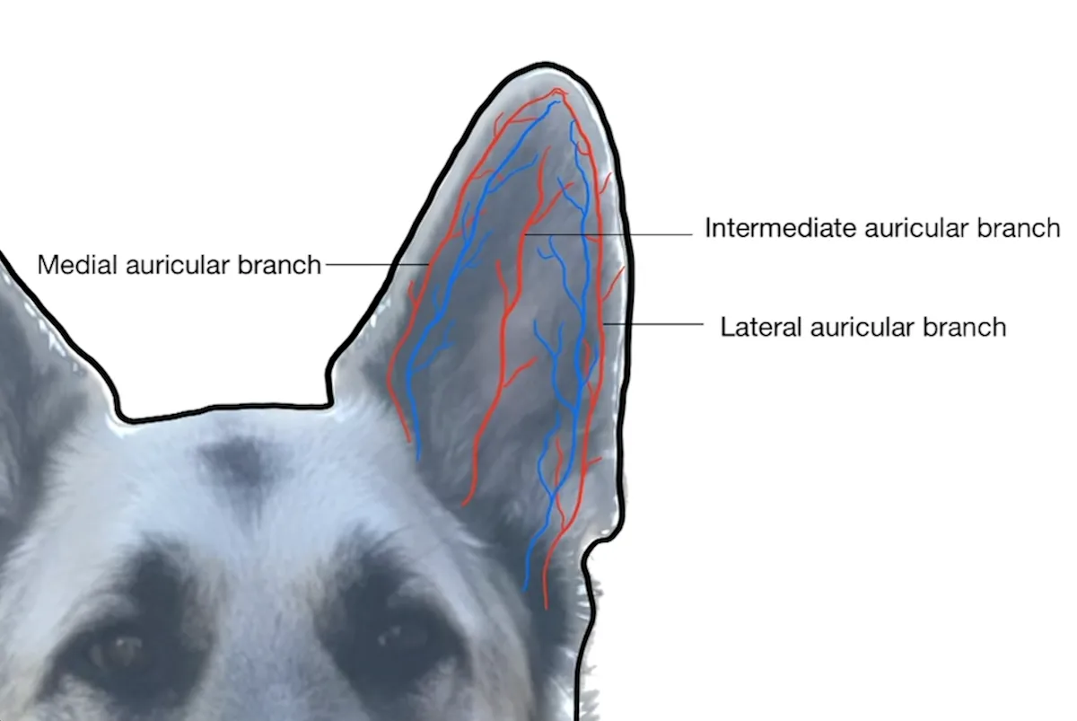 Illustration depicting the vascular supply to a dog's pinna.