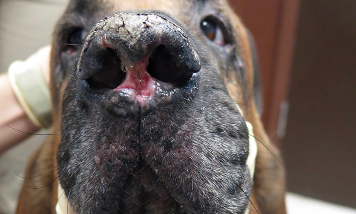 Nasal hyperkeratosis in dogs treatment sale