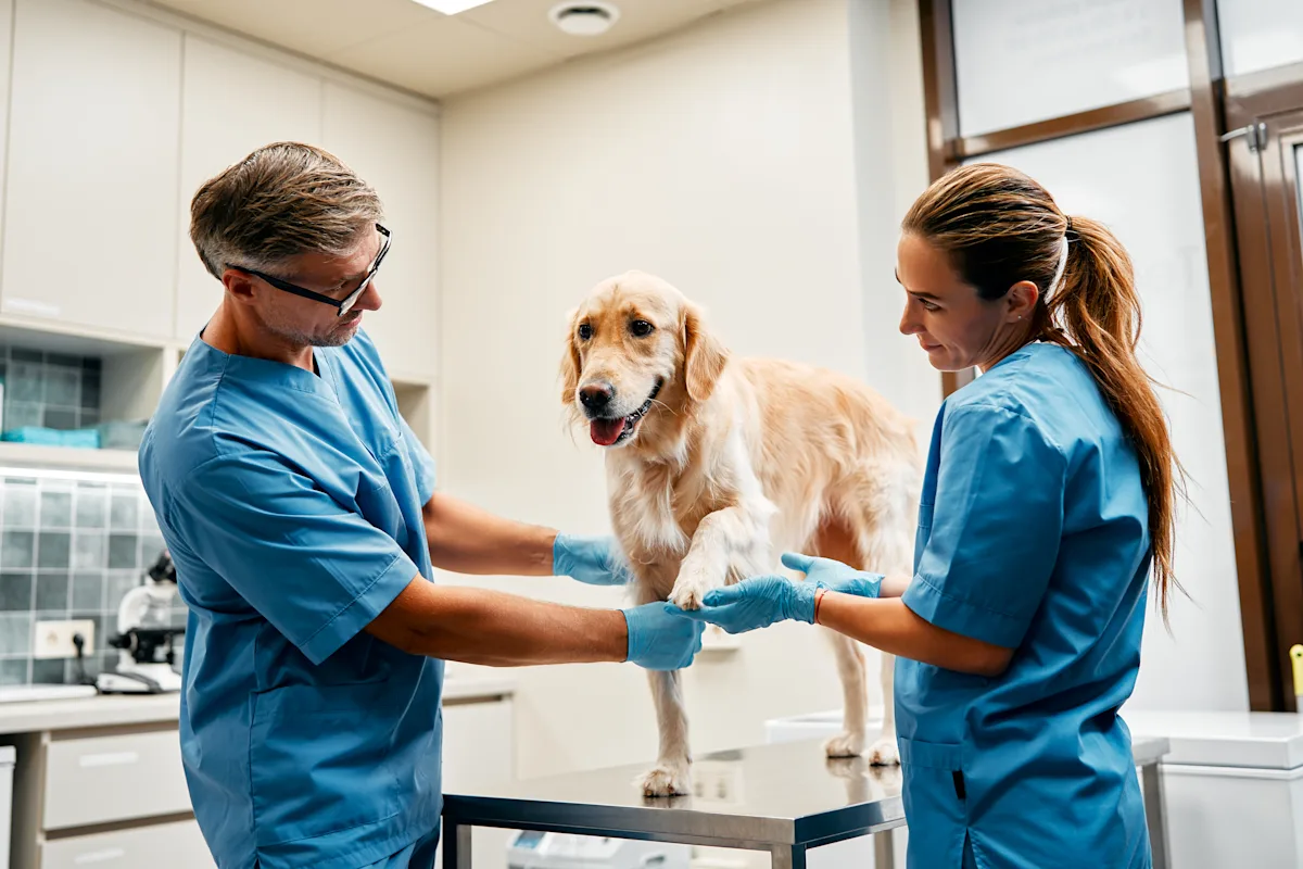 A golden retriever stands on an examination table in a veterinary clinic, while two veterinarians in blue scrubs and gloves examine the dog's front paw. The setting features modern veterinary equipment and a clean, well-lit environment.