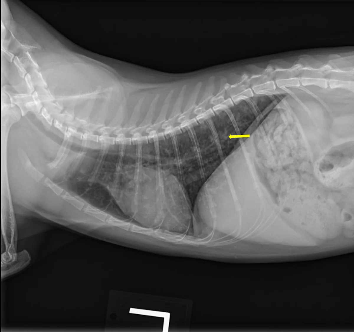 selected slide image