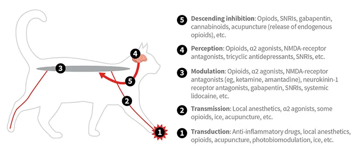A silhouette of a cat with arrows showing pain pathways and numbers showing sites of analgesic drug action.
