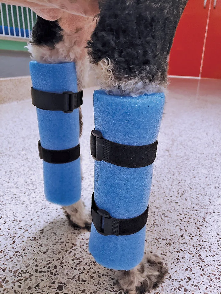 A standing dog has coaptation devices on both front limbs. 