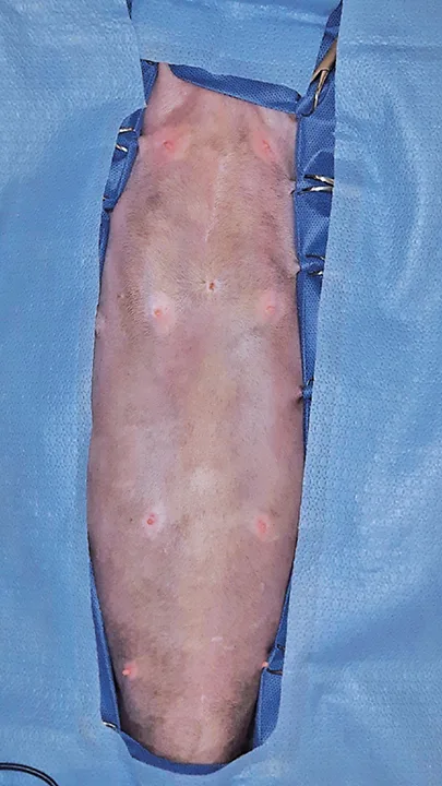 Surgically prepared draped ventral abdomen and chest of a dog