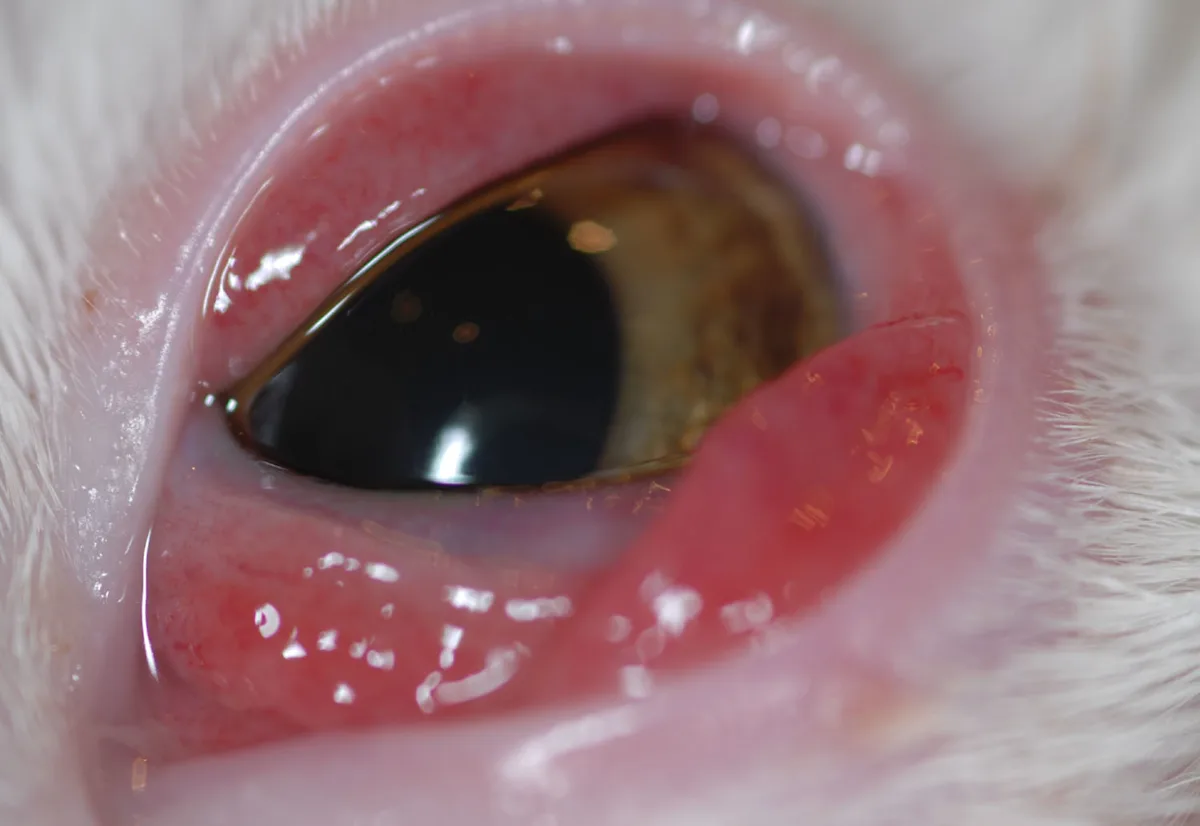 Close-up of cat’s eye showing significant conjunctival swelling and redness.