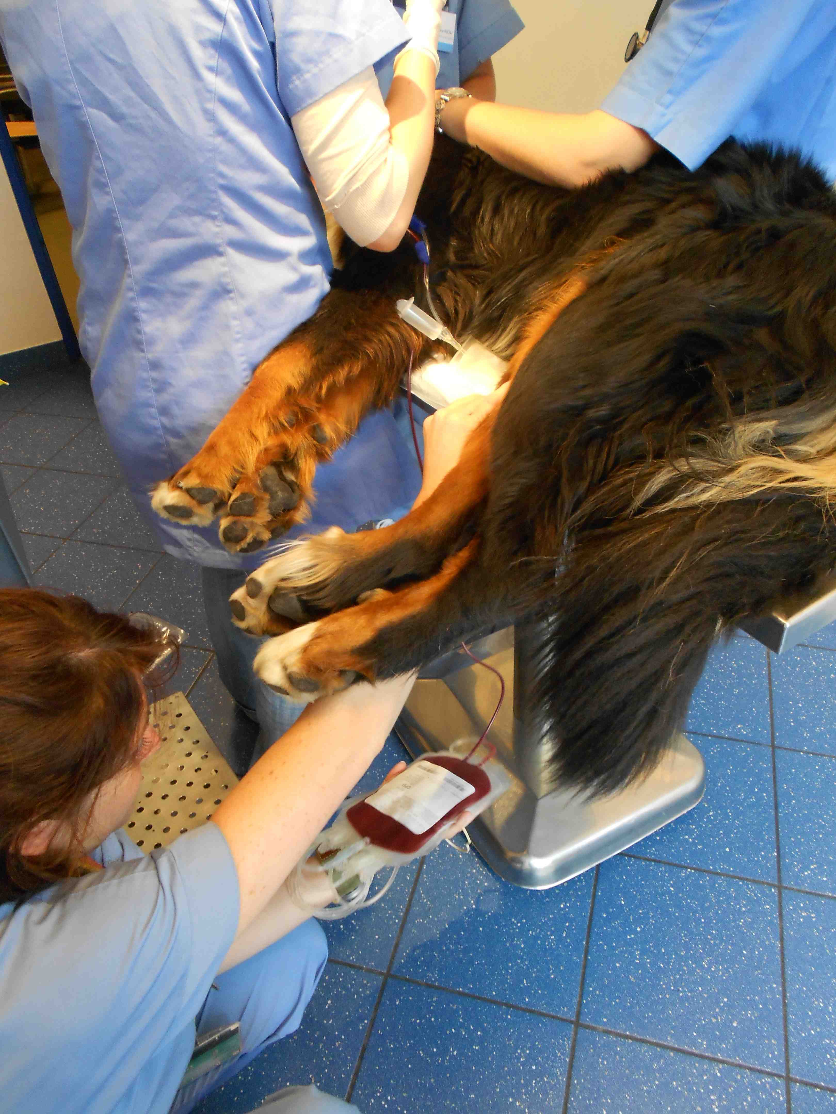 Blood Transfusion in Dogs Clinician's Brief
