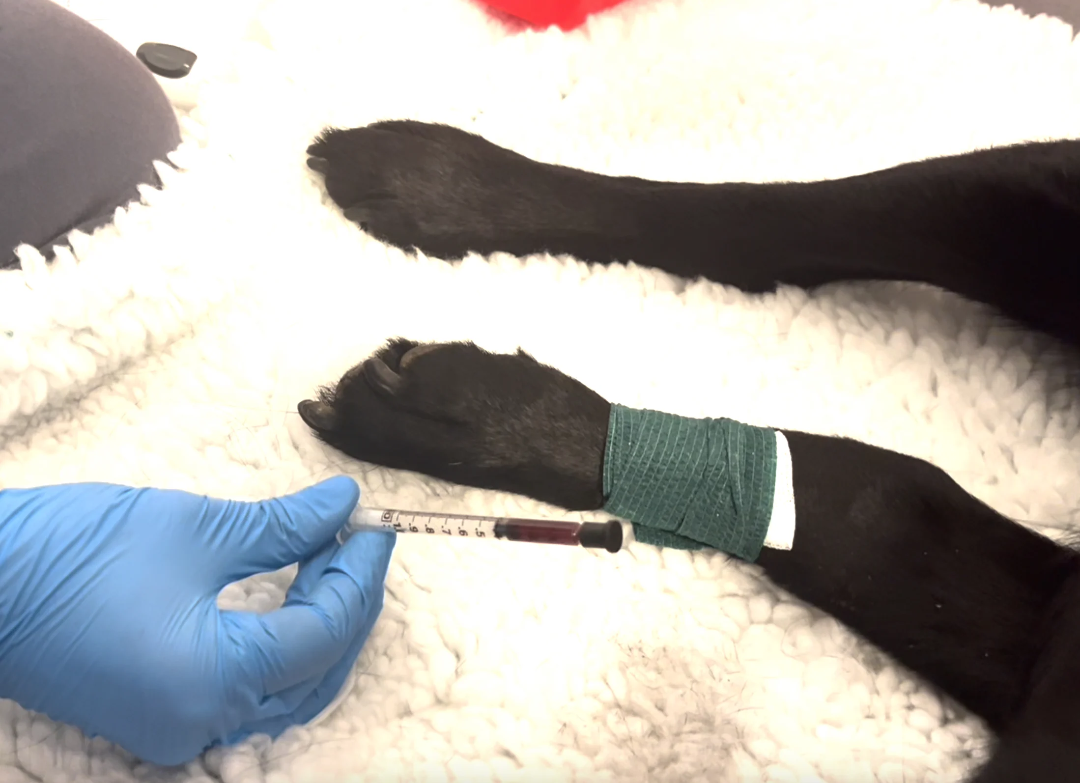 Bandage wrapped around a dog’s leg and a filled syringe held in a human hand.
