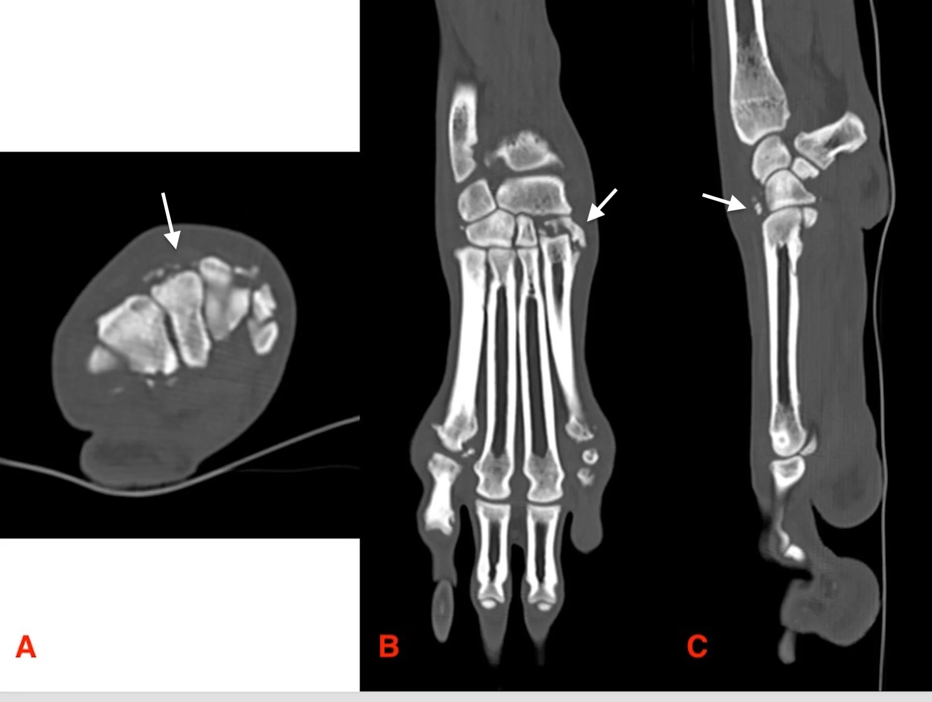 CT images of the paw of a dog.