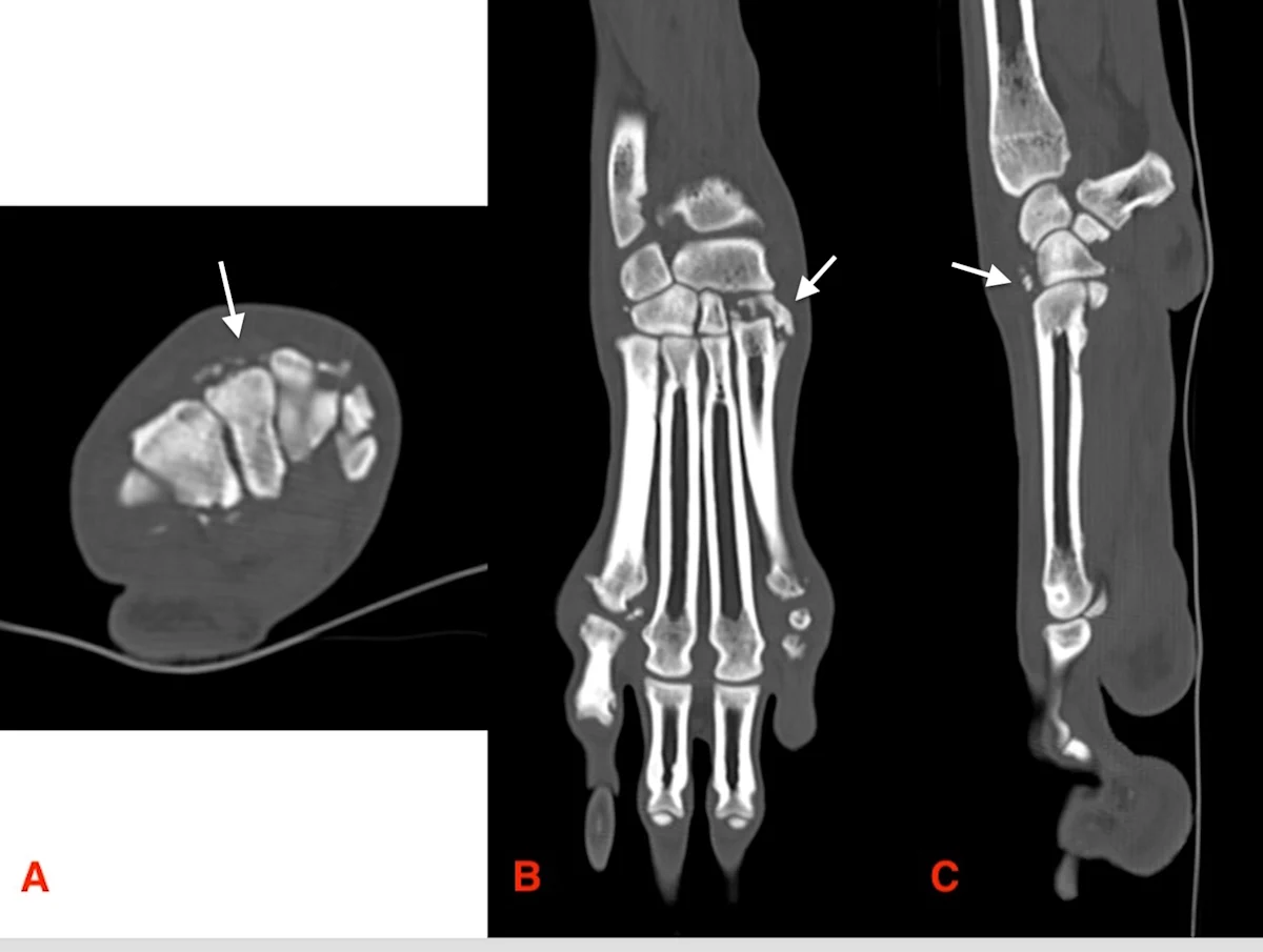 CT images of the paw of a dog.