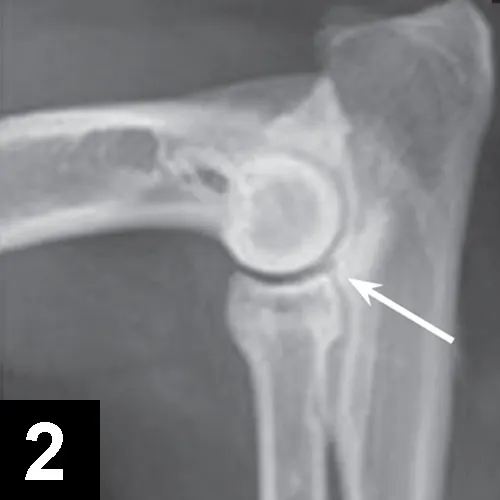 X-ray of a dog’s elbow with arrows pointing to lesions.