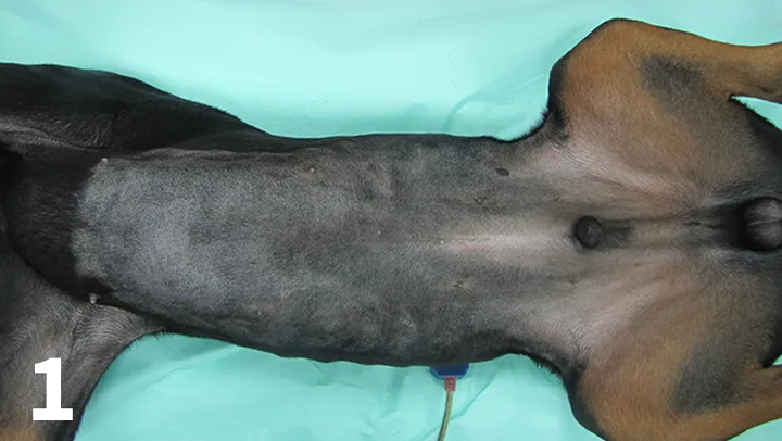 selected slide image