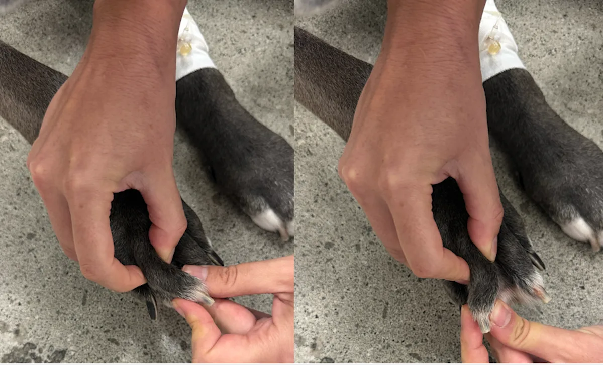 Two images demonstrating palpation for lateral instability in the phalanx of a dog.