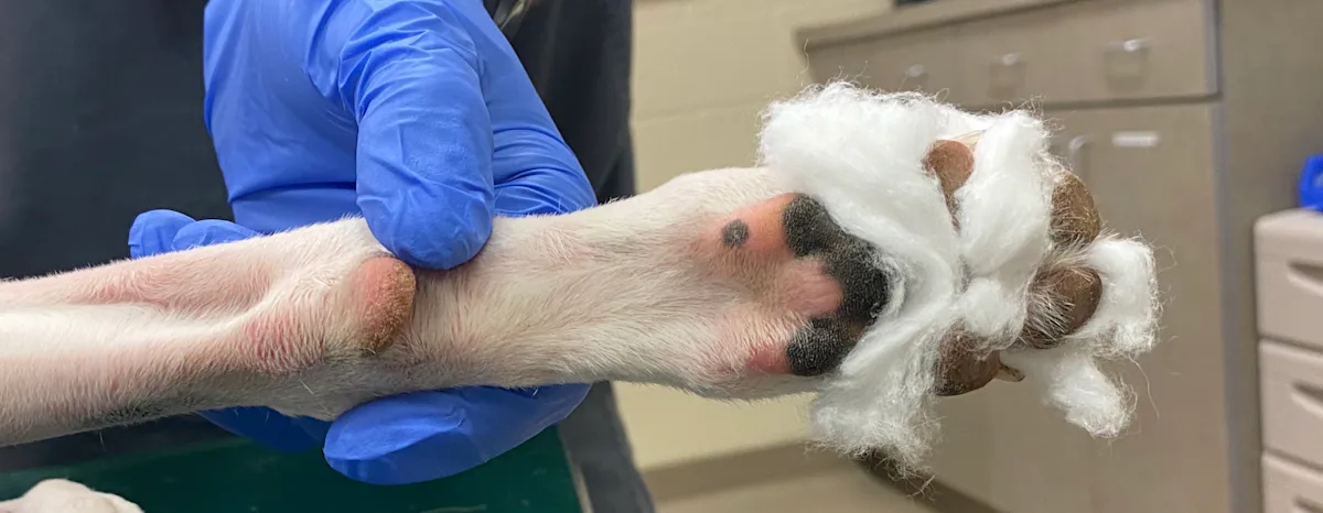 Gloved hand holding dog’s front paw with cotton placed between toes shown from front and back of paw.