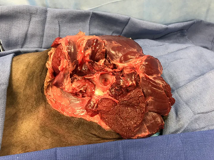 Intraoperative image of canine pelvis after pelvic limb has been removed.