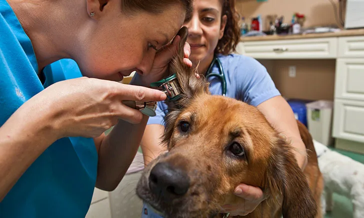 A veterinarian examines a dog's ear using an otoscope while a veterinary technician assists by holding the dog's head steady. The setting is a veterinary clinic, with medical supplies visible in the background.
