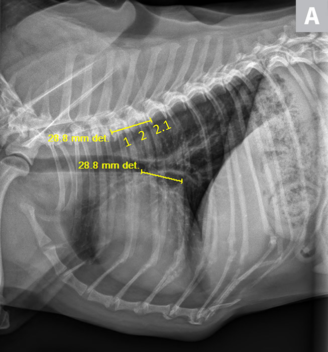 Measuring Vertebral Left Atrial Size in Dogs Clinician's Brief